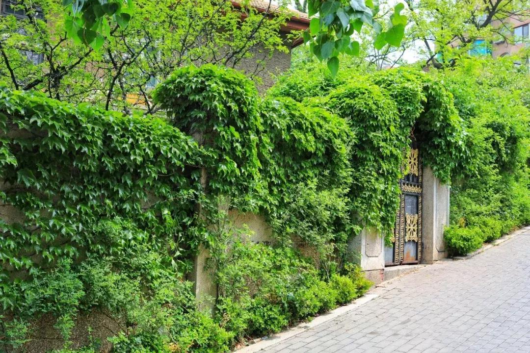 这个夏日25°C的宝藏城市美炸了！海岛、万国建筑、叮叮车..想去