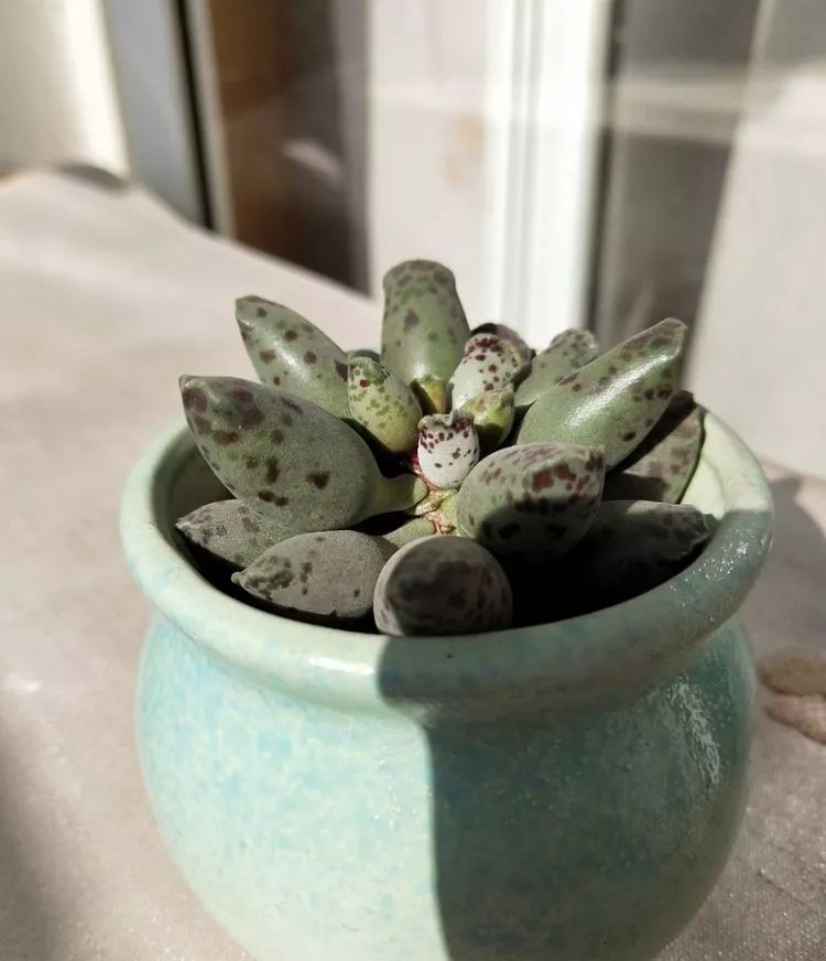 大四老学姐的寝室生活,养肉路上的真实感受