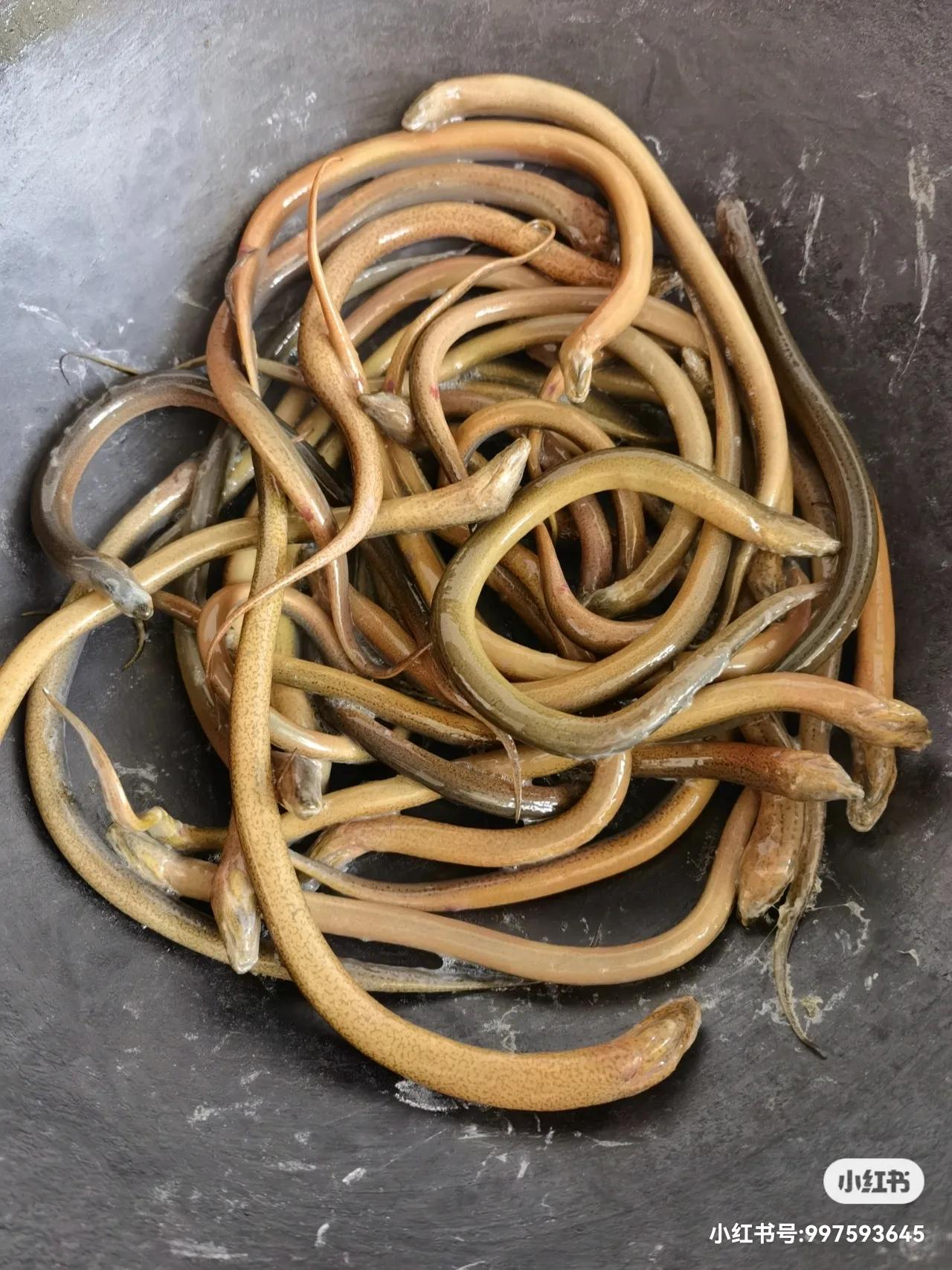 太极头鳝鱼是哪里的,太极头黄鳝