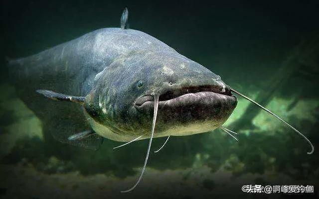 为什么钓鱼人讨厌鲶鱼,解锁鲶鱼钓鱼的乐趣只有钓鱼人懂