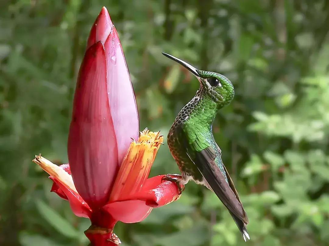 华为p30的镜头模组叫什么,华为p30镜头是蓝宝石的吗