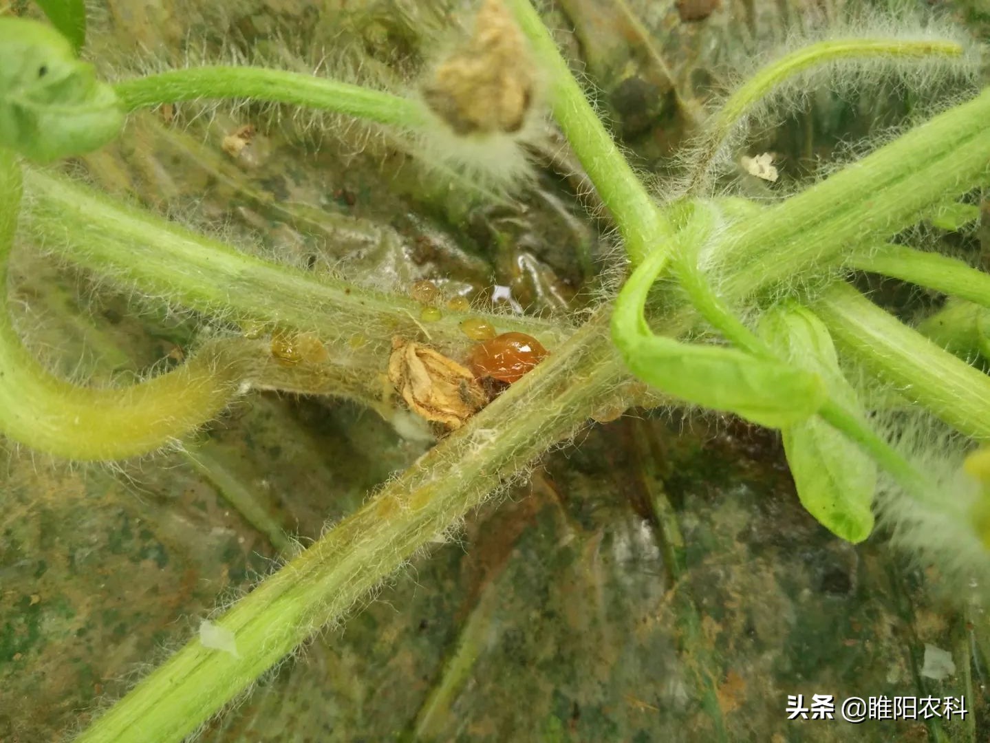 苯醚甲环唑对西瓜蔓枯病有效吗,西瓜蔓枯病最有效的防治方法