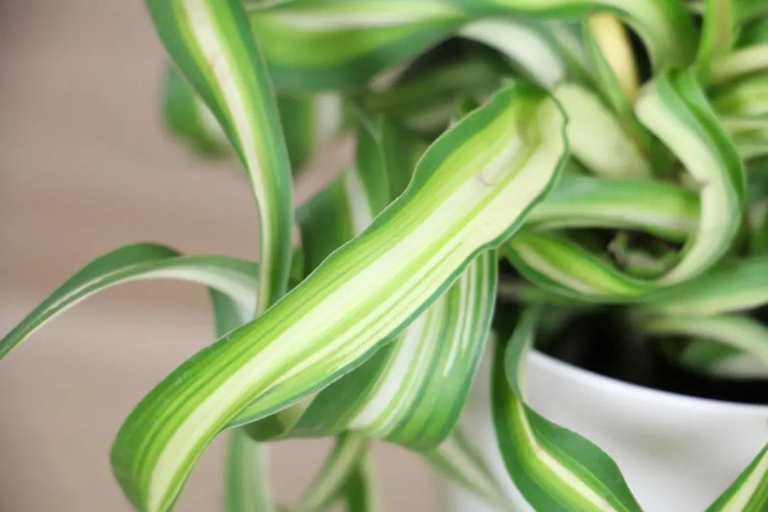 吊兰开花虽不惊艳却清新淡雅,哪种吊兰喜阴又好看好养