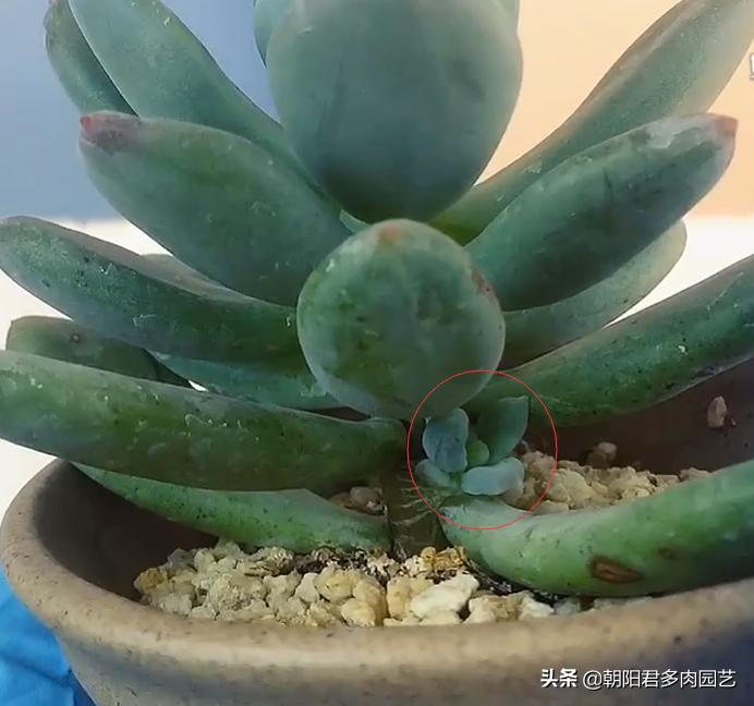 怎样能让多肉长出侧枝,多肉老桩杆子长不爆侧芽怎么办
