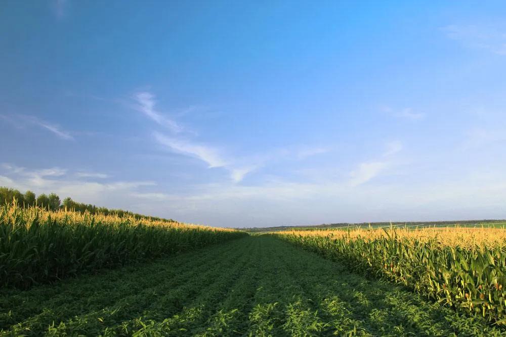 过五一，就来“农味儿十足”黄合少！