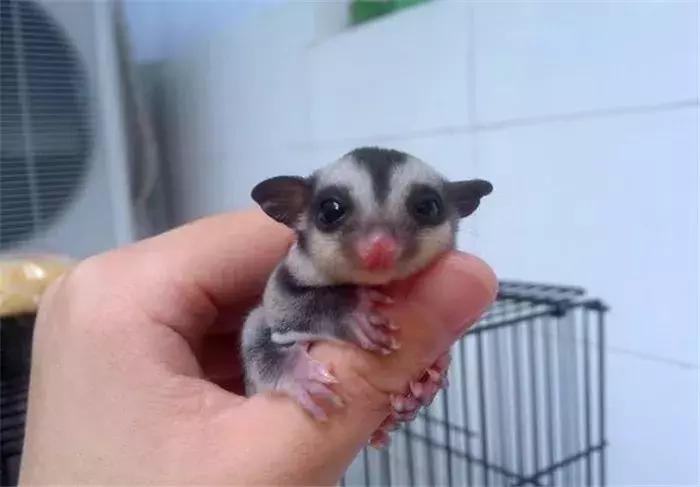 蜜袋鼯外出网兜小包夏季,蜜袋鼯捕鸟