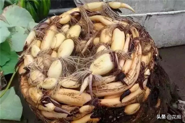 水缸种藕能开荷花吗,阳台水缸种藕