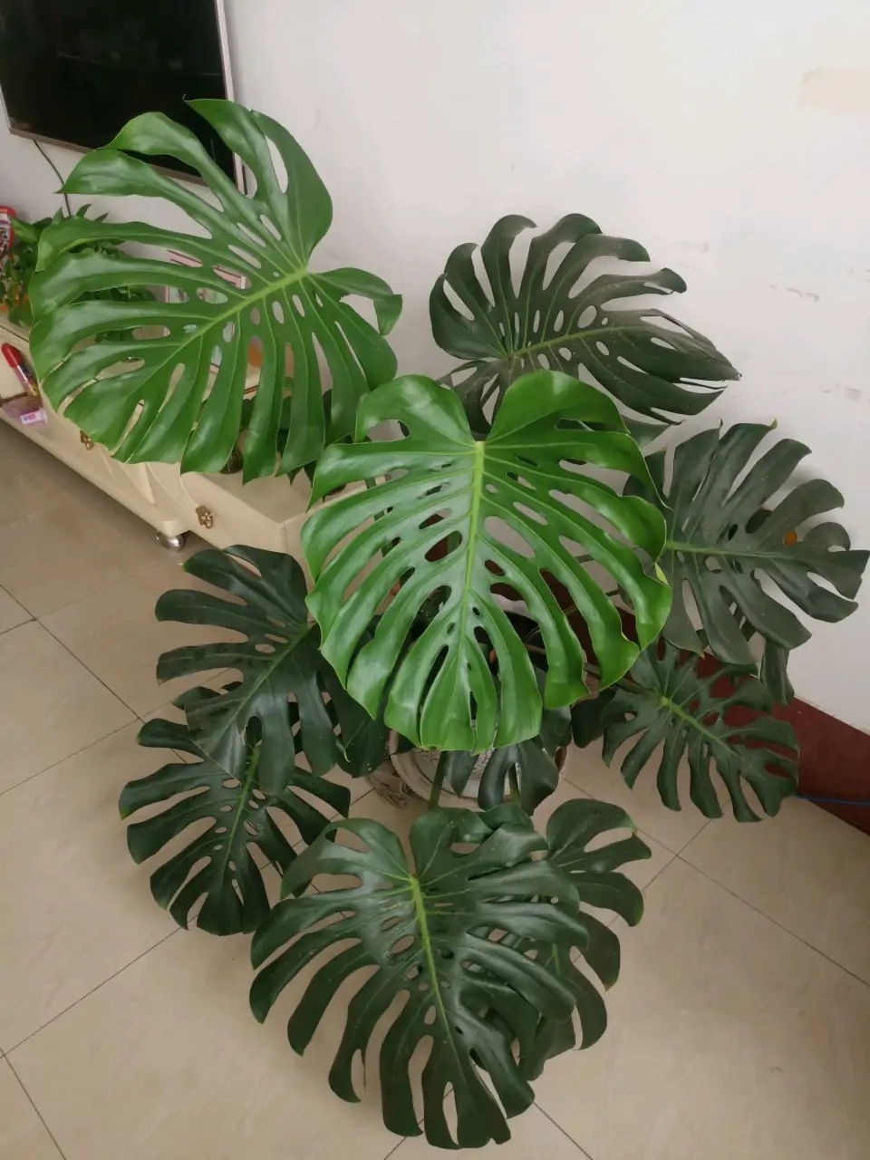 人养花花,人养花花养人哪些花养人