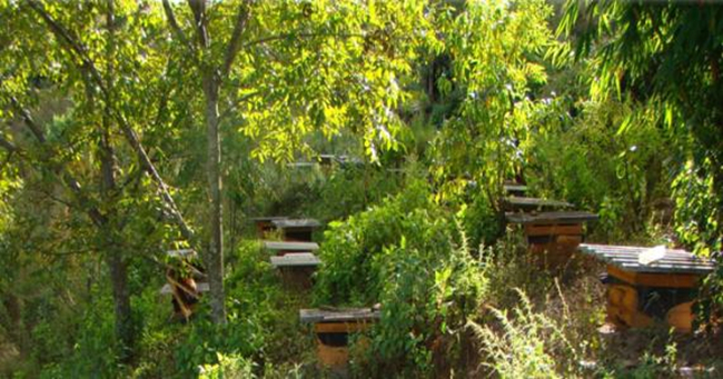 中蜂欧洲幼虫病的治疗方法,中蜂怎么治疗腐臭