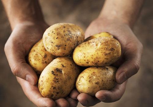 马铃薯种植条件及技术要点有哪些,马铃薯高产高效生产栽培技术论文