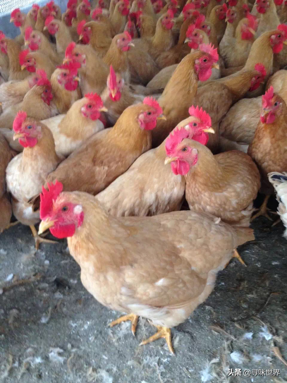 如何挑选好吃的土鸡,土鸡怎样挑选高产鸡