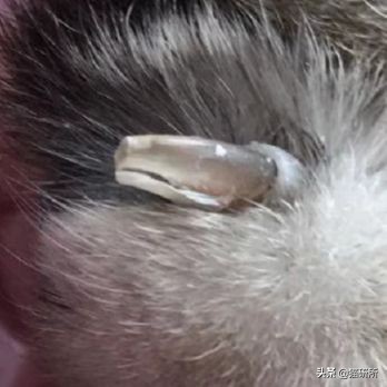 猫咪全项检查都有什么,猫咪的17项基础检查