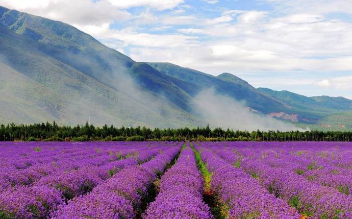 八种身兼多职的鲜花，既是鲜花又是香料！