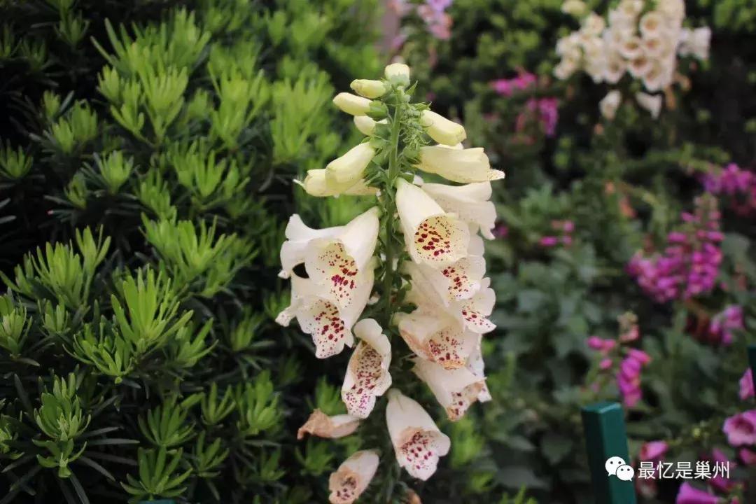 王国祥:我的母亲