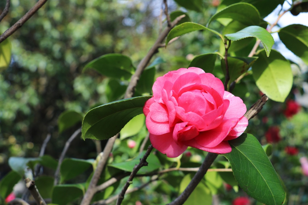 子夜的七律诗词,子夜诗七律190首