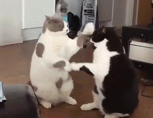 猫咪总是咬人怎么办这几招来教你,猫咪爱咬人怎么办教你一招