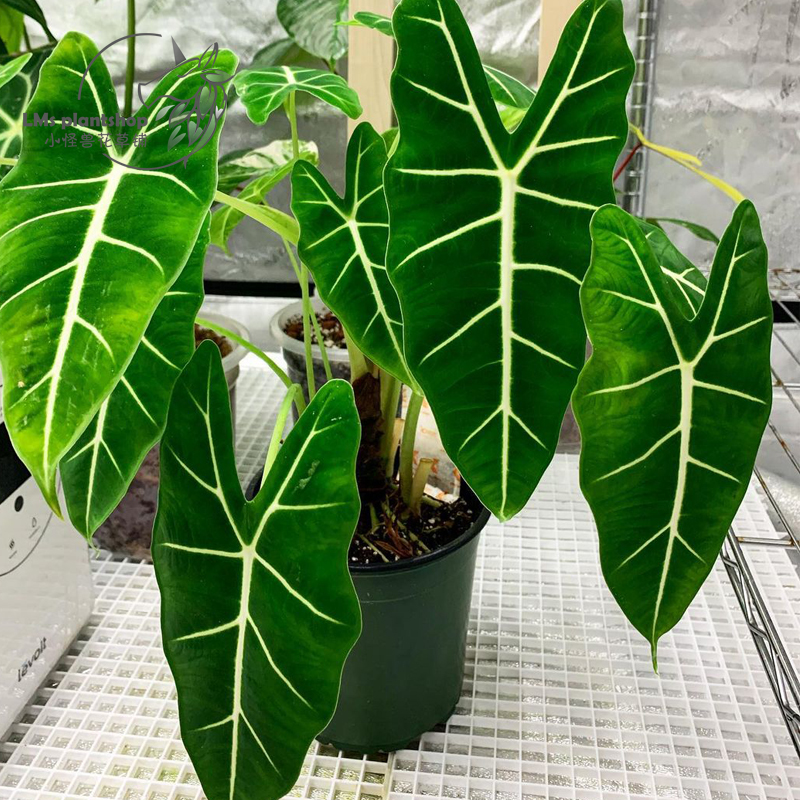 人养花花,人养花花养人哪些花养人