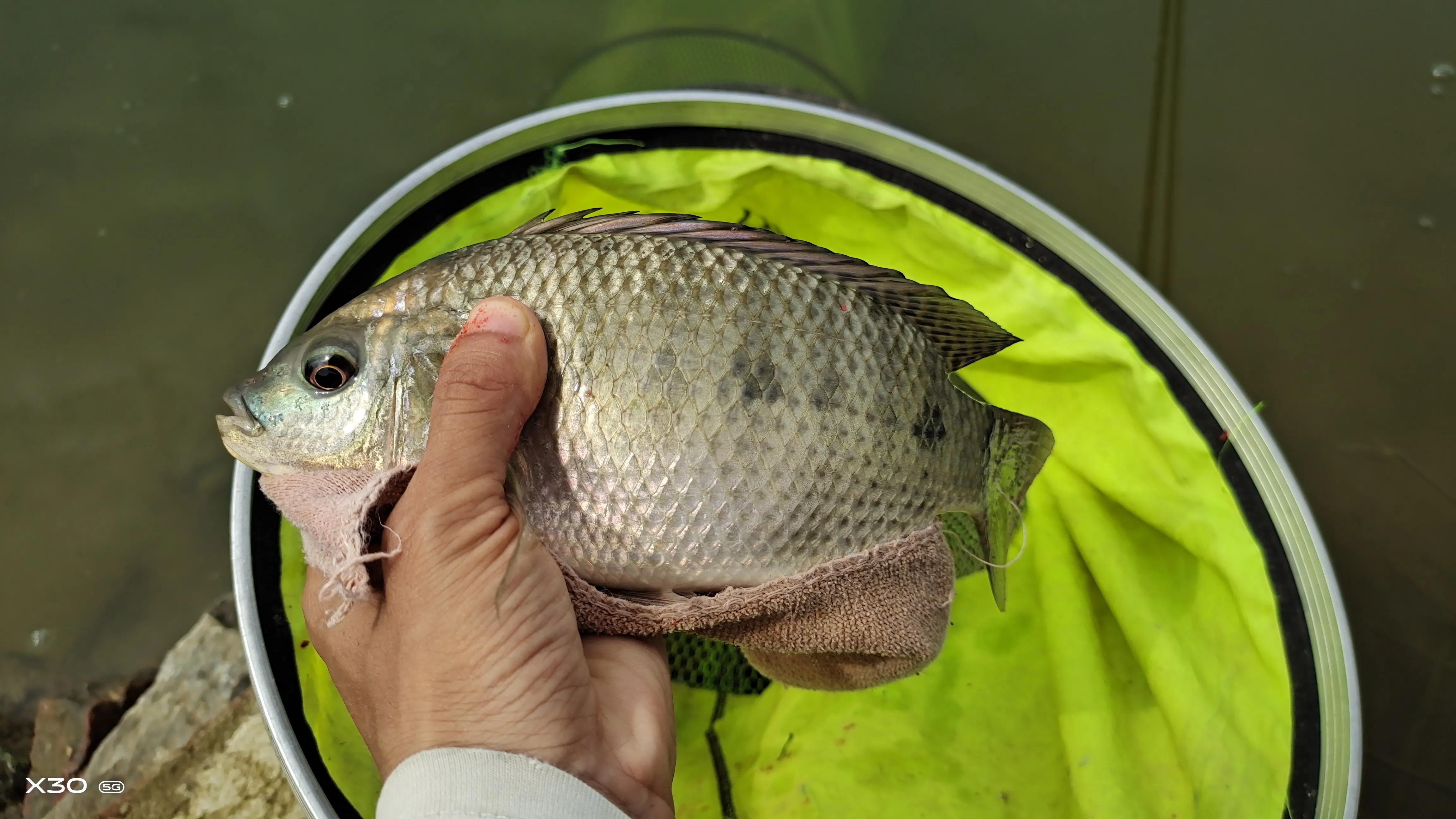 这6种“伤人鱼”是最伤人的,很多钓友被刺过,钓到要注意了