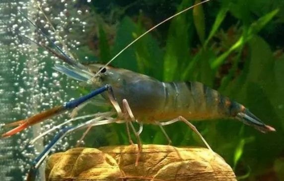 哪种虾易养殖价格又高,6元一斤虾的养殖方法