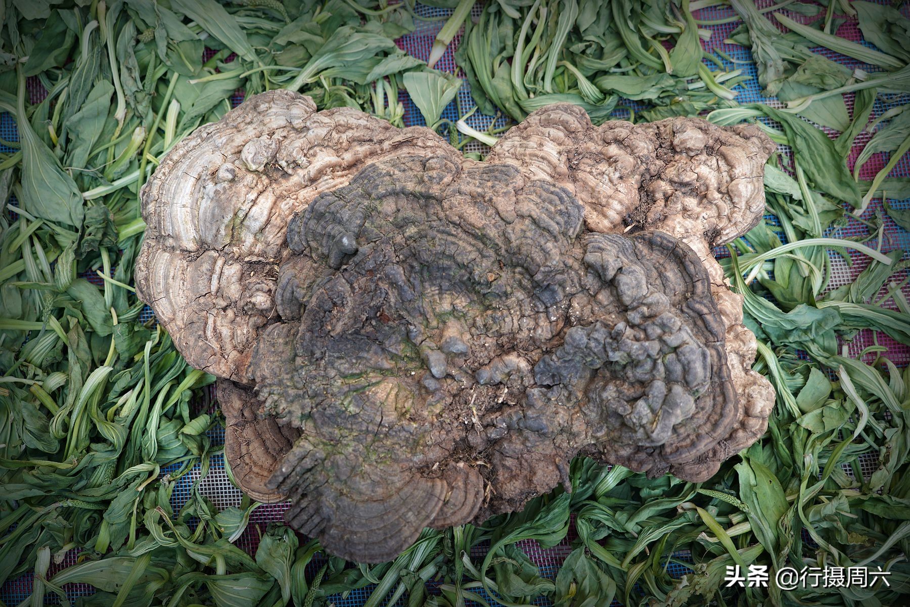 老农捡到地灵芝,上山挖药材意外找到一株野生灵芝