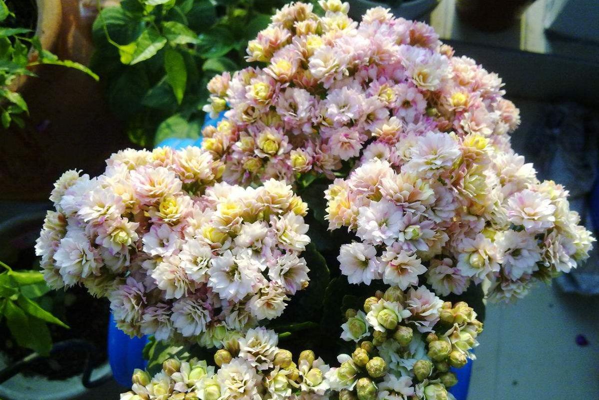 养长寿花的绝招,养长寿花怎么过冬