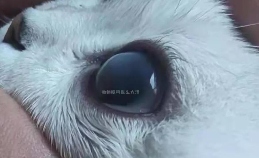 猫眼睛发红发紫是怎么回事,猫眼睛发白有眼屎怎么回事