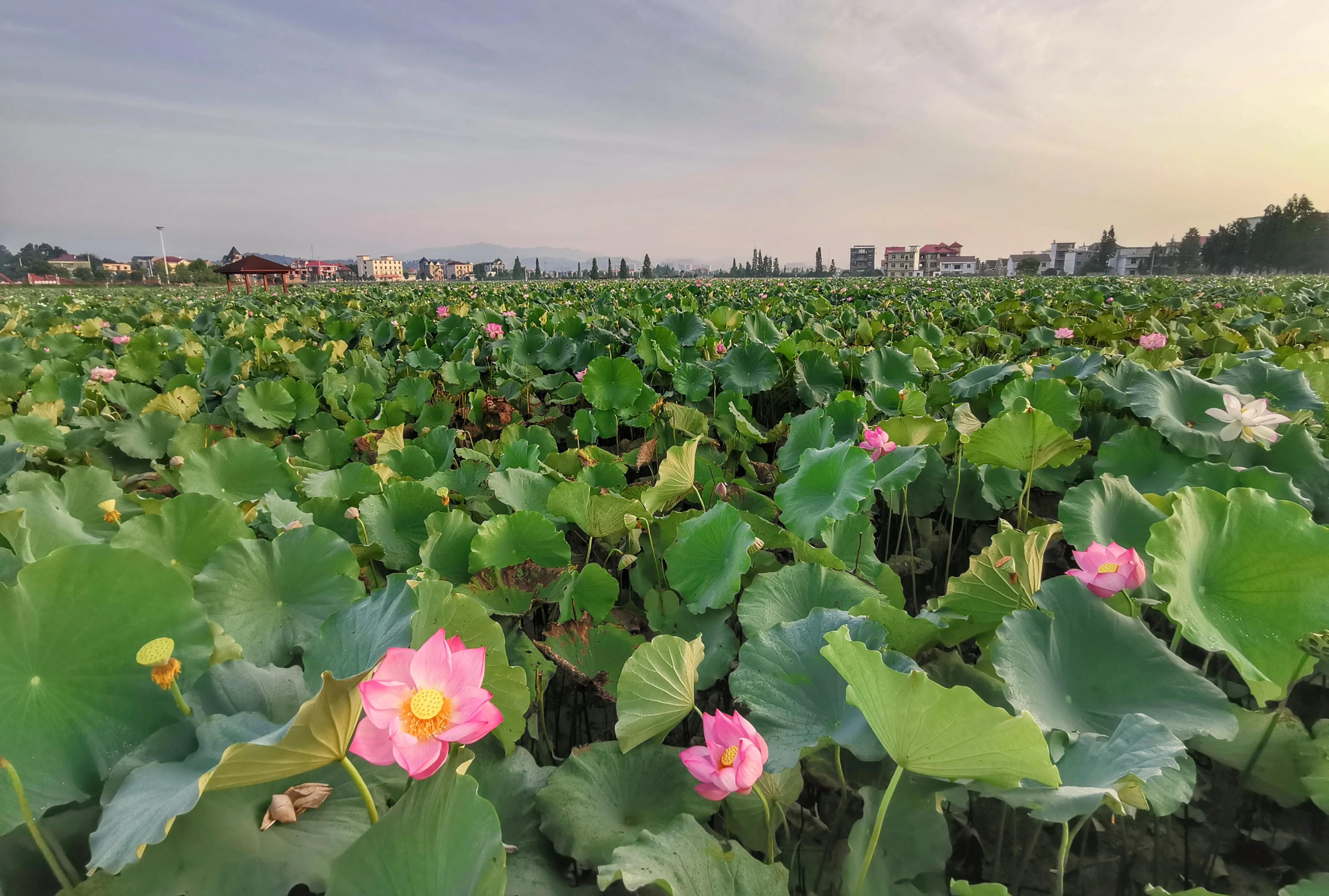 你会去莲花玩吗？我找到了3个“趣味点”，玩了一次跟着喜欢走