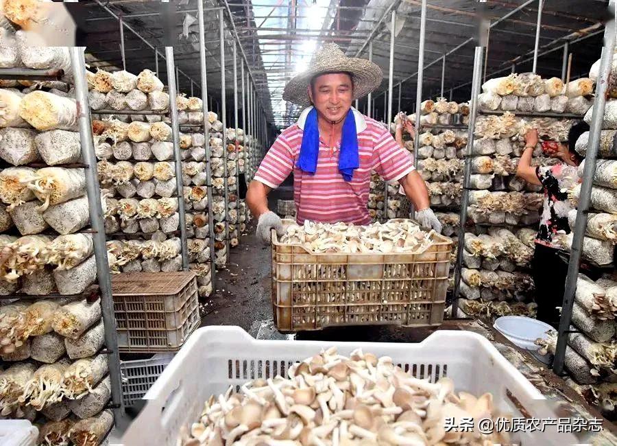 罗源秀珍菇之乡,罗源县秀珍菇最新消息
