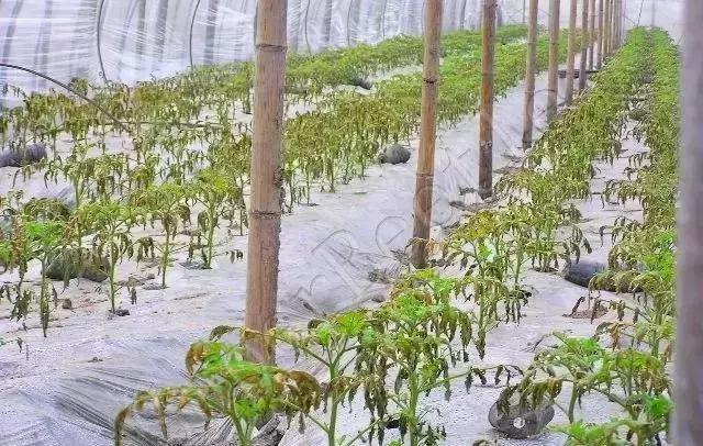 农友:我家有“粪”不用花钱买有机肥?对不起,你的灾难要来了