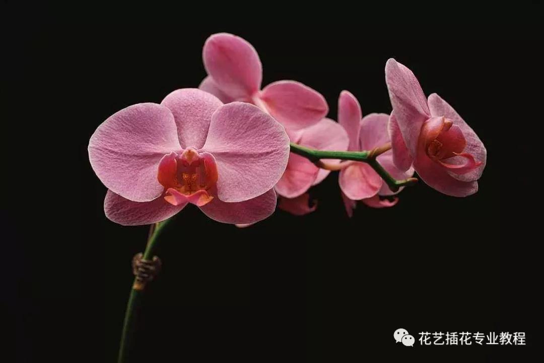 「花艺知识」50种常见花材的花语~（建议收藏）