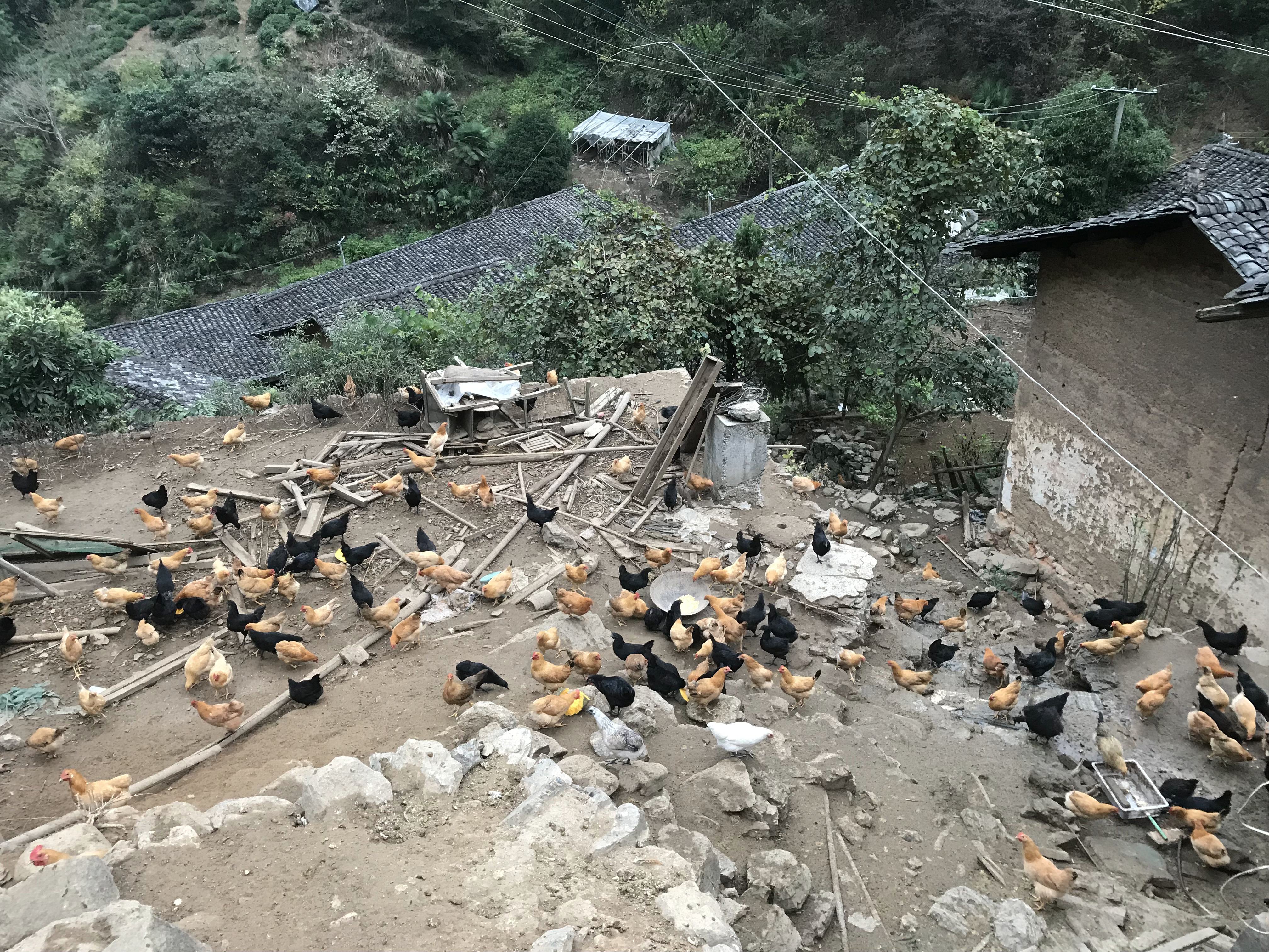 养殖2000只土鸡的成本与利润,养殖土鸡投资知识