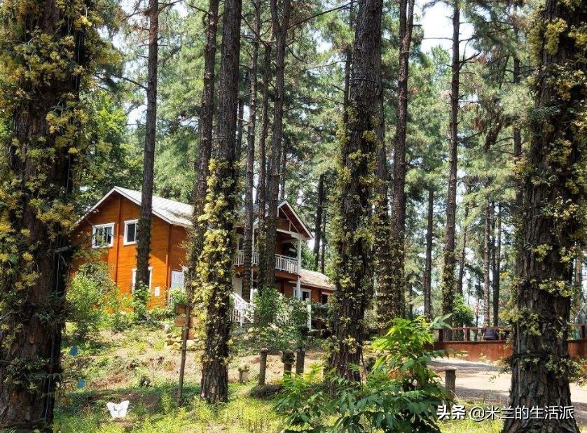 森林养生基地一览表,森林公园养生胜地