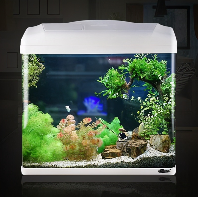 观赏鱼养殖用什么鱼缸合适,鱼缸新手最好养的观赏鱼