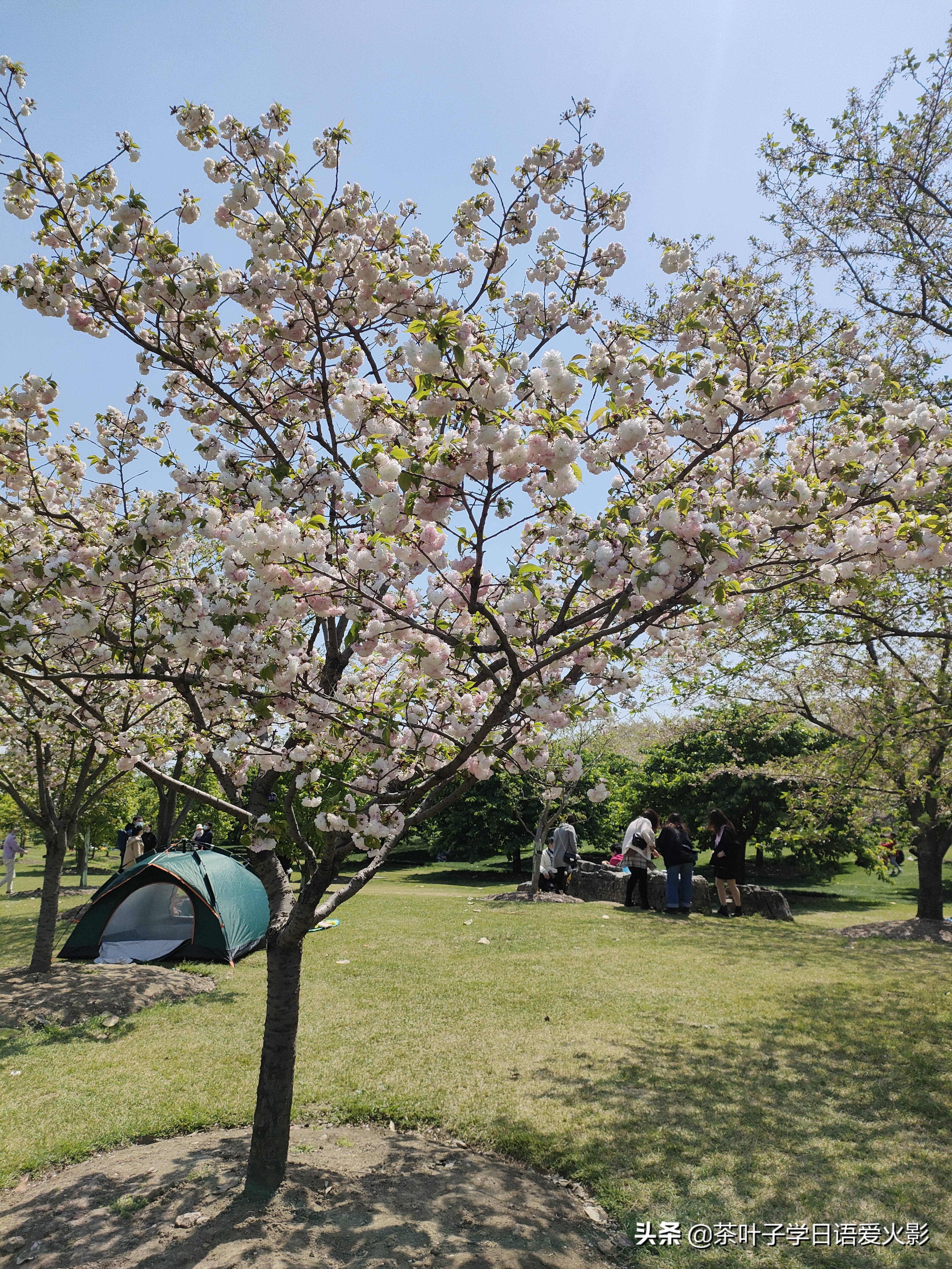 春天踏青适合去哪里玩,春天去上海辰山植物园攻略