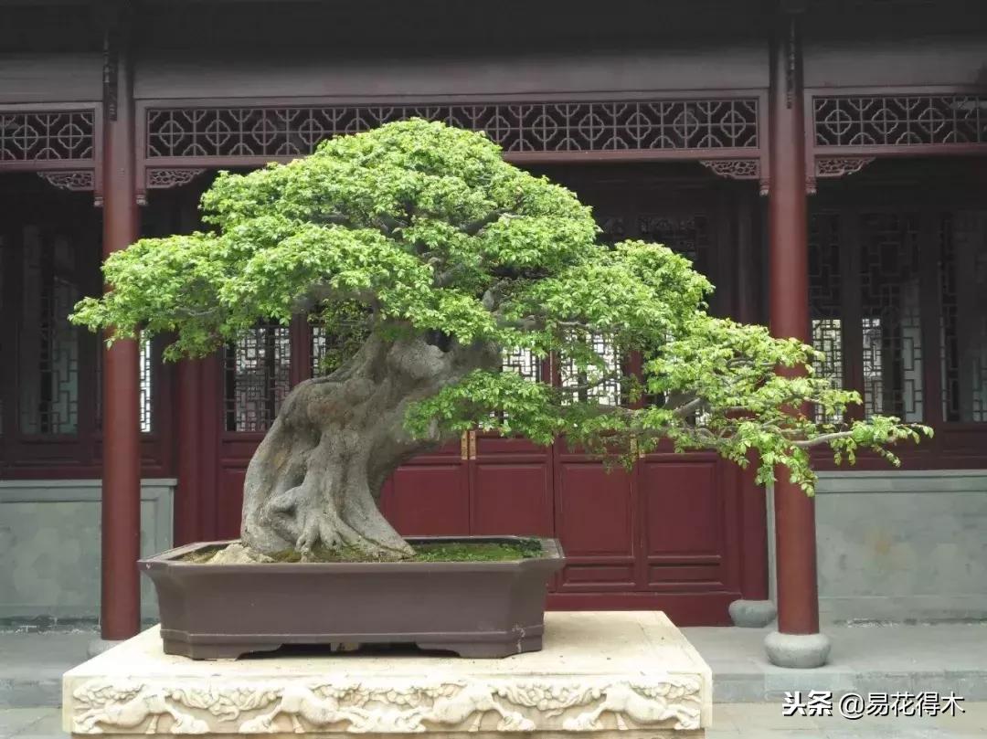 生桩的种植方法和技巧,生桩用什么土栽种最好