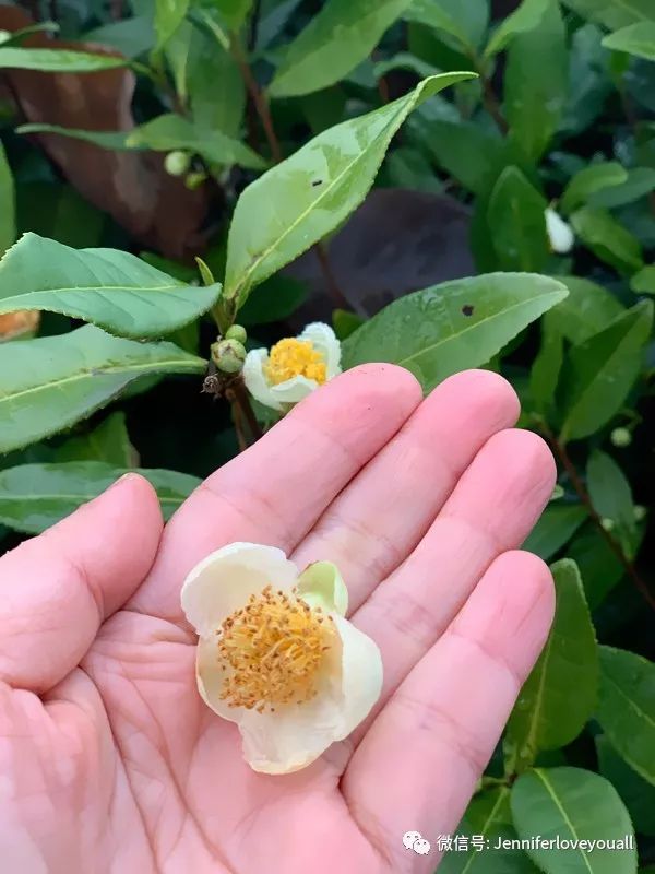 溧阳市香云小筑民宿酒店,香云小筑价格