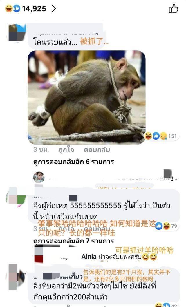 大型阉割现场，泰国猴哥一日之间集体变太监