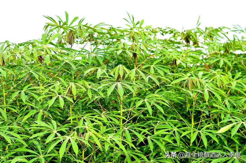 谷物和薯类酿酒的区别,薯类酿酒工艺有哪些类型