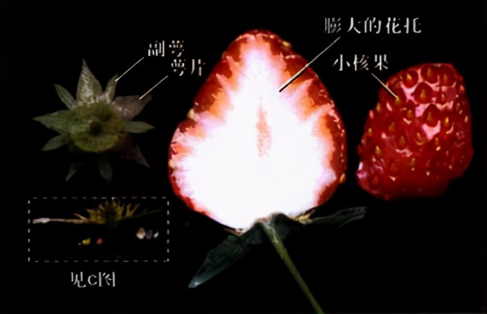 草莓上面的籽是草莓的种子吗,草莓上的籽是芝麻吗
