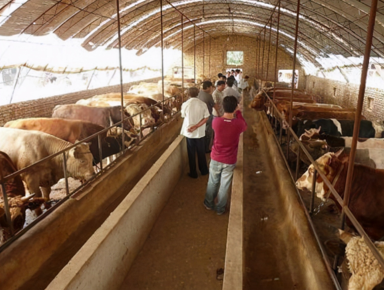 养牛赚钱吗一只羊能赚多少,养牛一年能赚多少钱