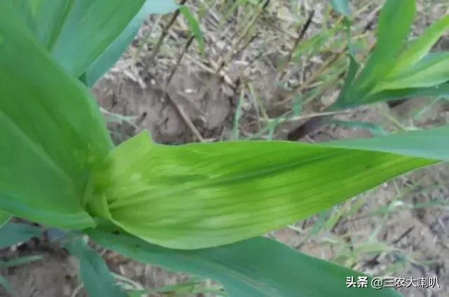 玉米苗后除草剂药害下雨会减轻吗,玉米除草剂对豆角的药害怎么解除