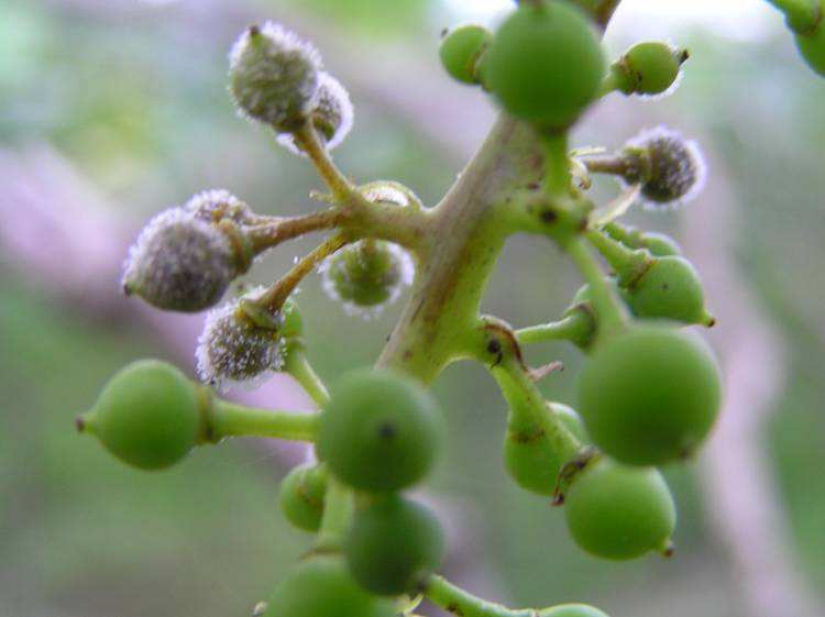 露天葡萄进入幼果期，霜霉病发生严重？转变思路，提早预防很关键