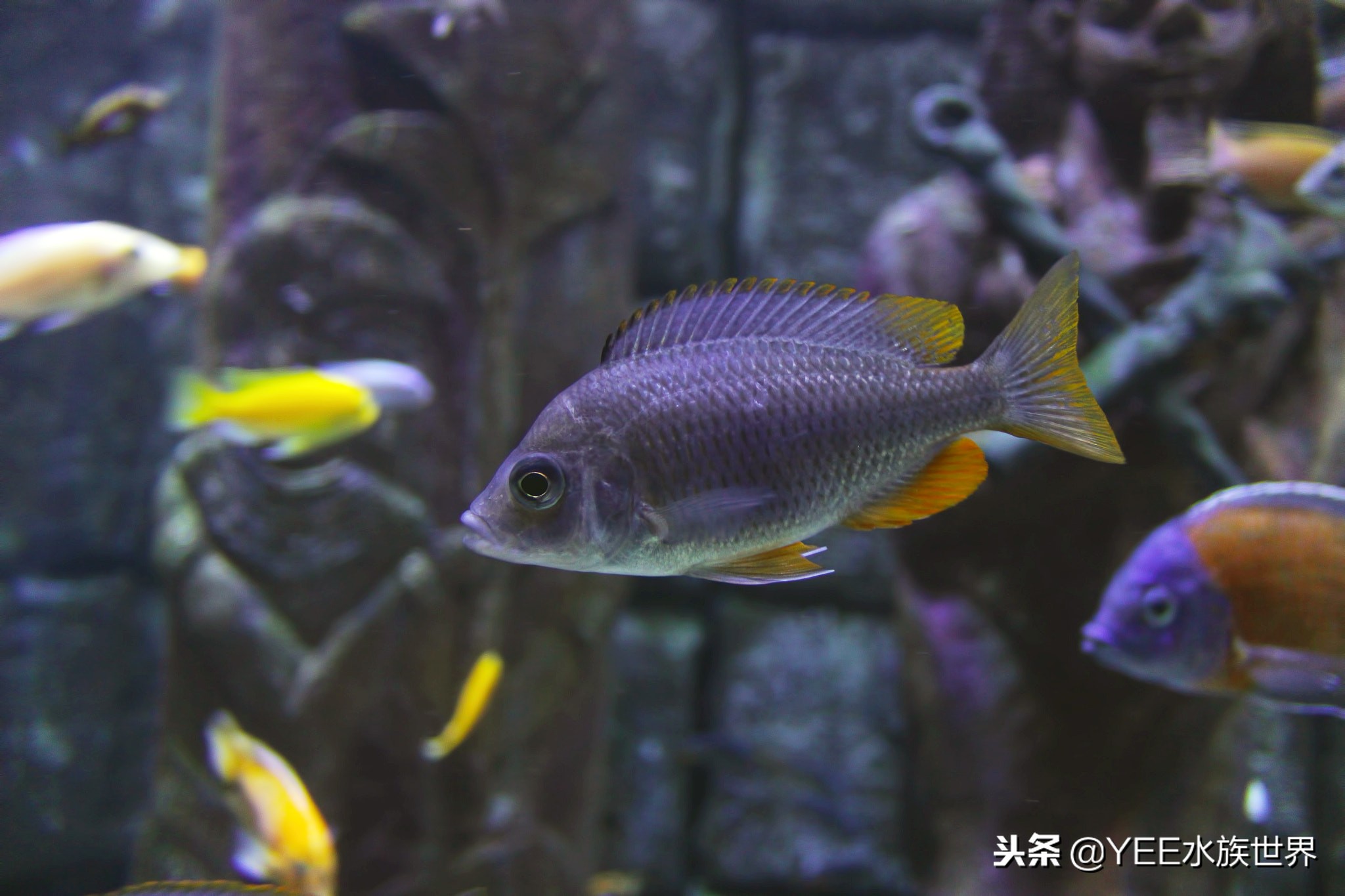 鱼忽然得肠炎，还好早学会了应对办法