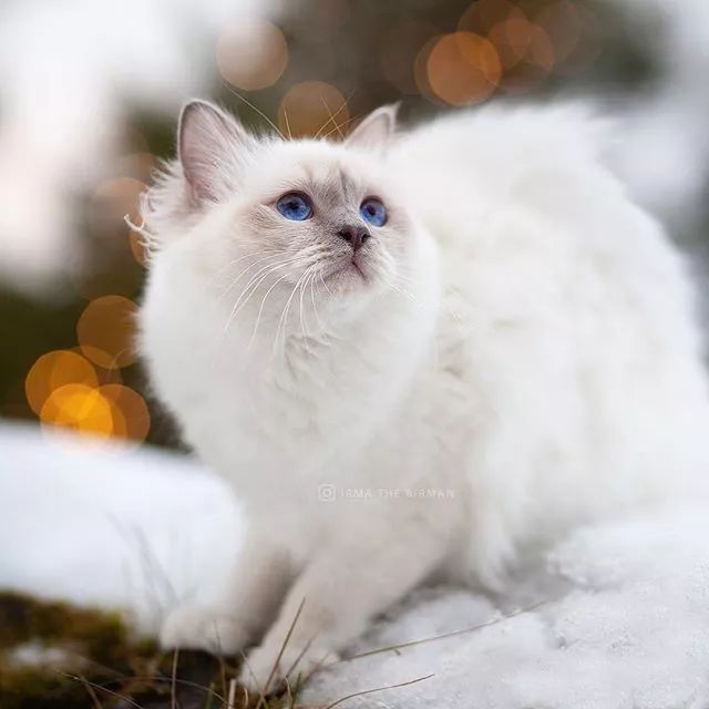 贵族阿比西尼亚猫,神秘的波斯猫