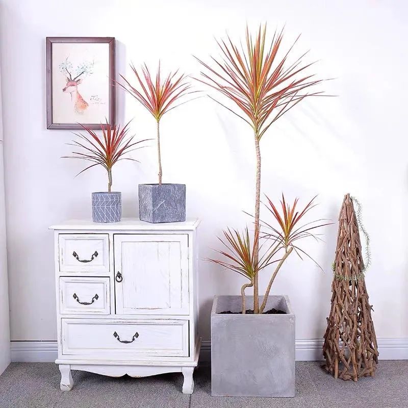 新家养什么花可以除甲醛,家里室内必养哪四种花