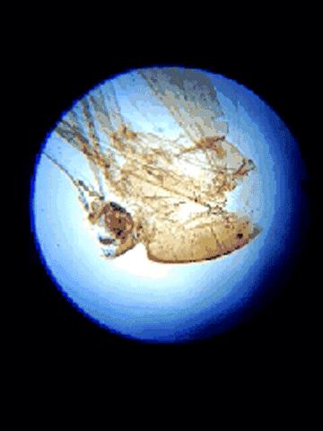 能放大1万亿倍的显微镜,只有一个长筒目镜的显微镜