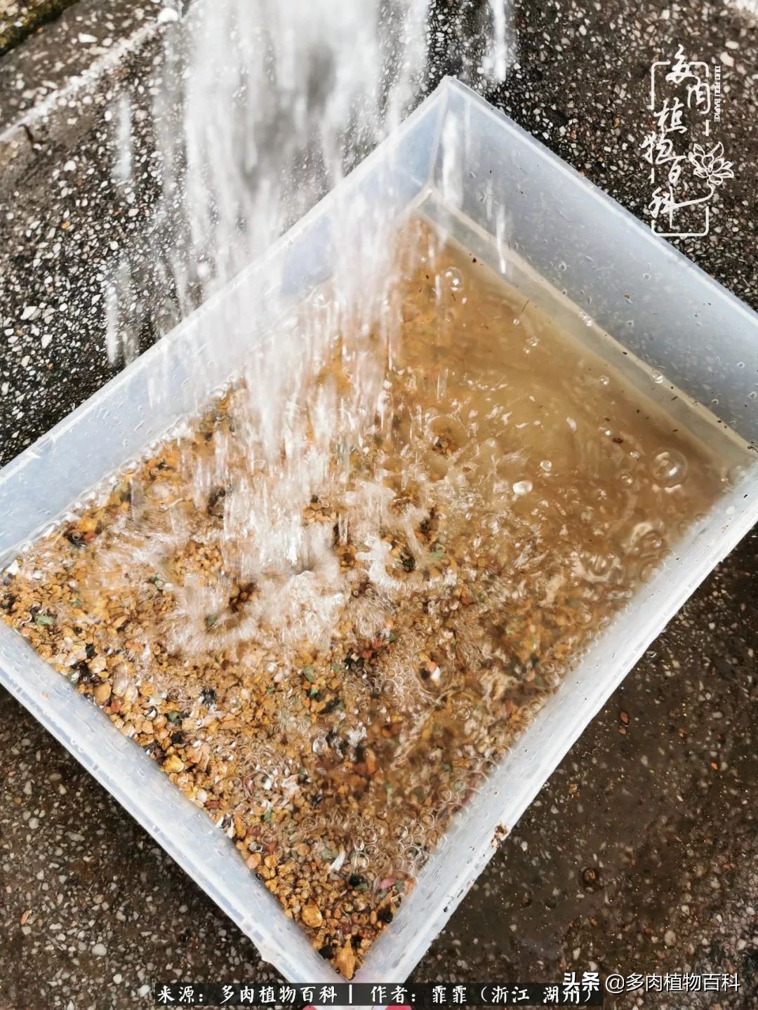 包邮区多肉度夏养护心得,阳台党养多肉怎么度夏