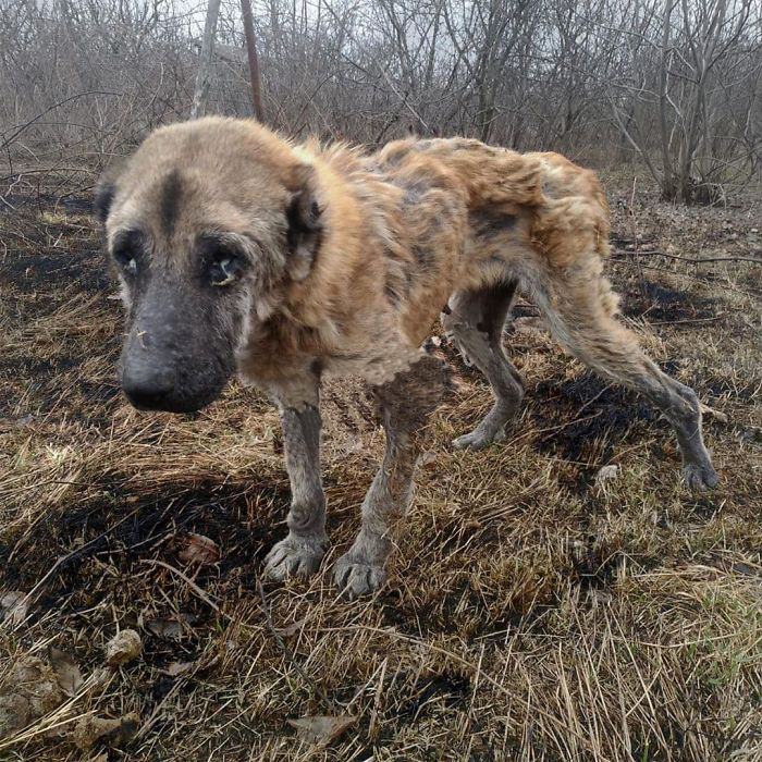 无良犬舍的秘密！过度繁殖导致狗狗子宫脱落！一度失去生活的希望