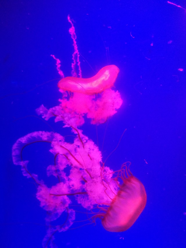 抚顺皇家海洋乐园冲浪馆图片,抚顺皇家极地海洋乐园视频