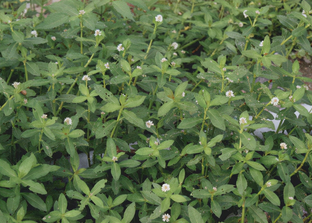 入侵植物都有哪些,混得最惨的入侵植物你有吃过吗